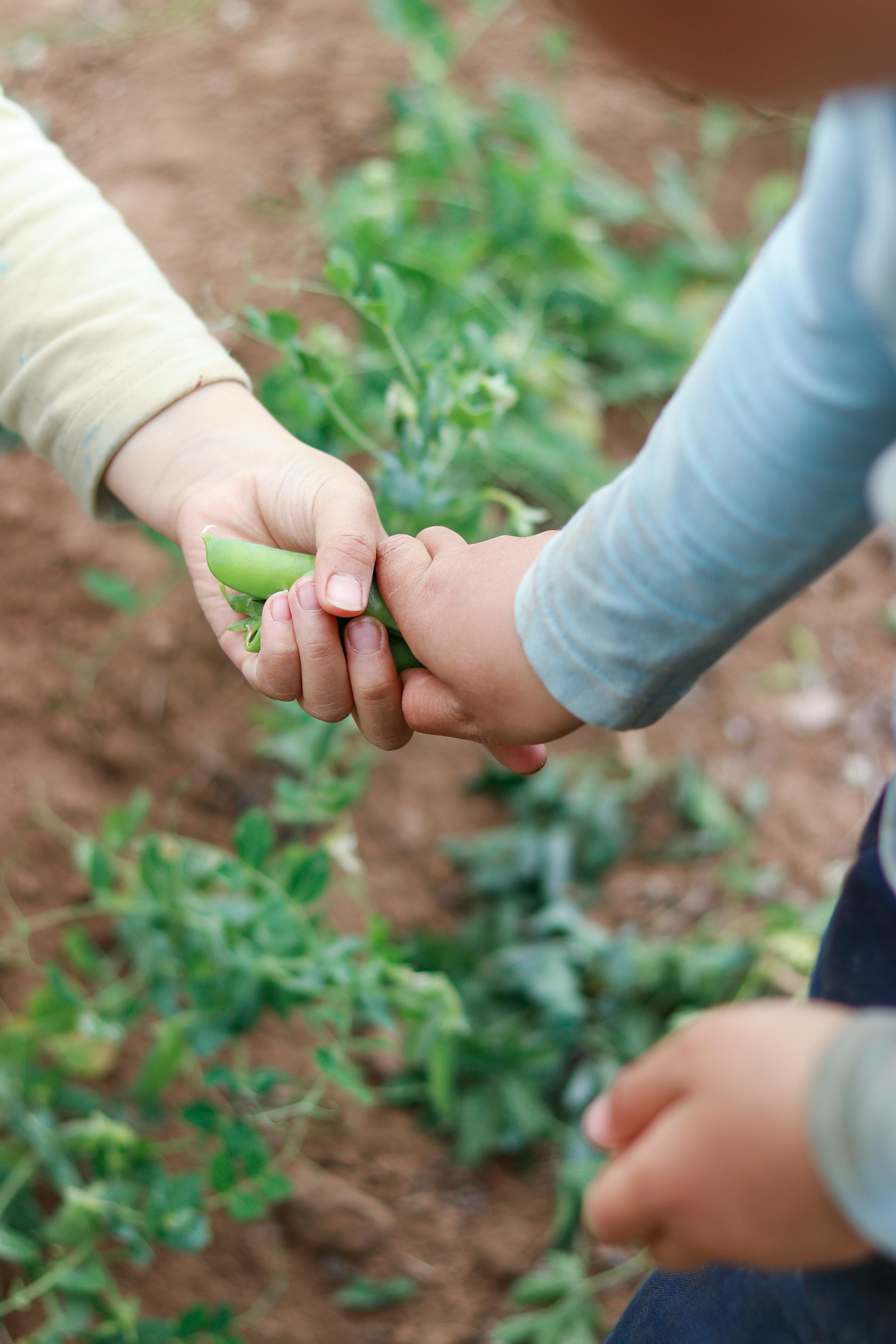 Parent Approved: Starting a Backyard Garden with Kids