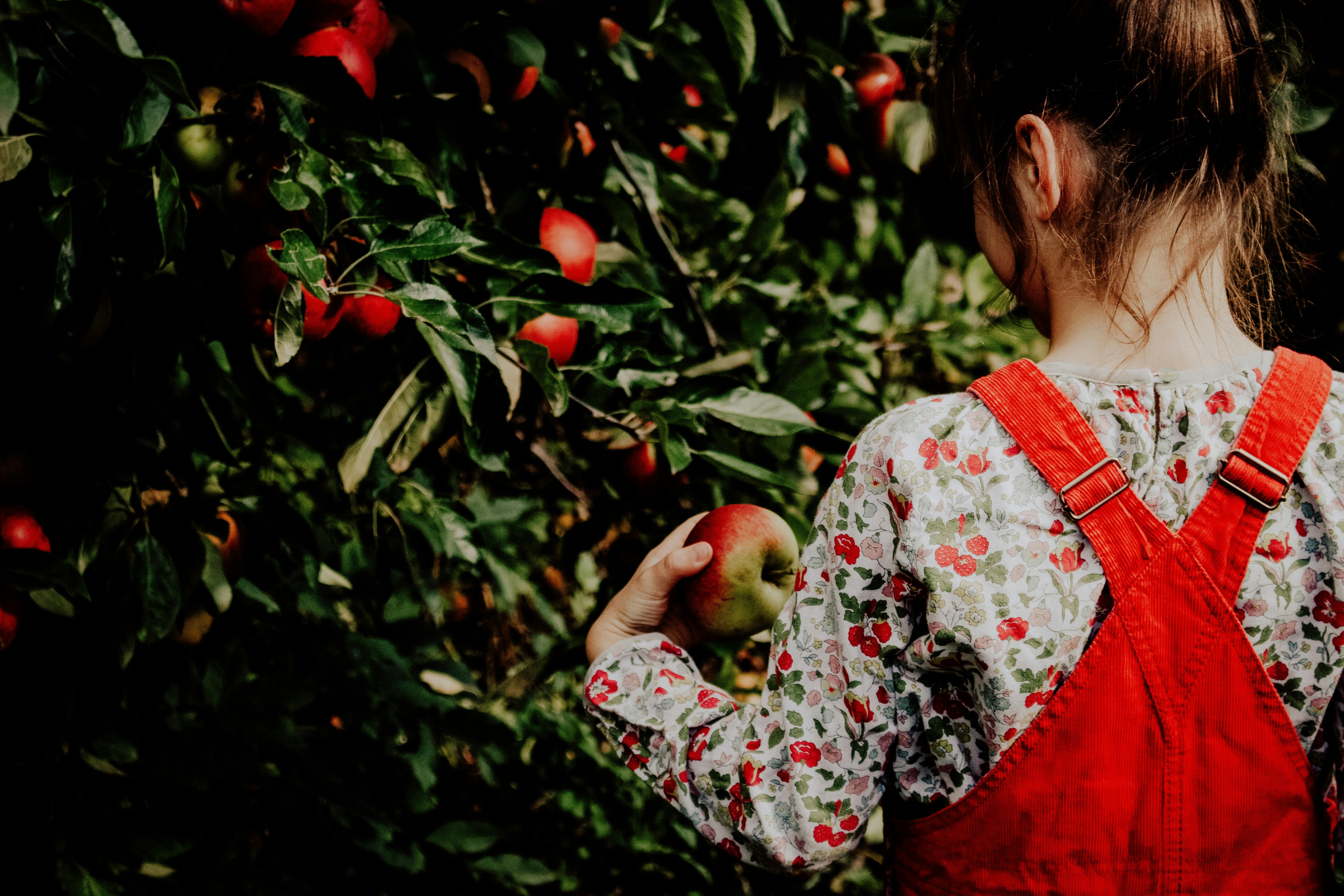 Spotlight: U-Pick Apples Near Sebago Lake in 2025