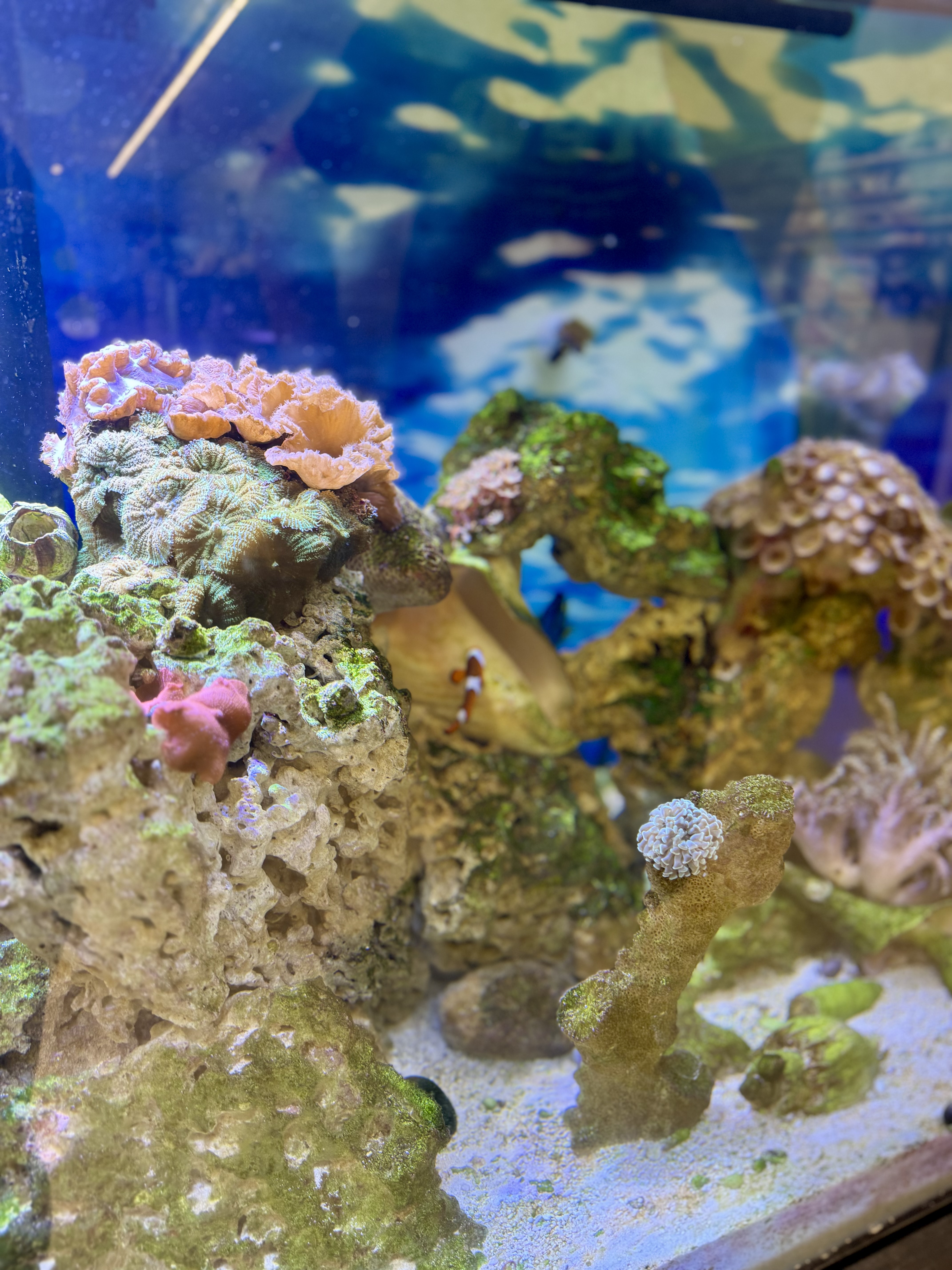 Visit Mr. Drew and His Animals Too: A Hands-On Education Experience in Poland, ME