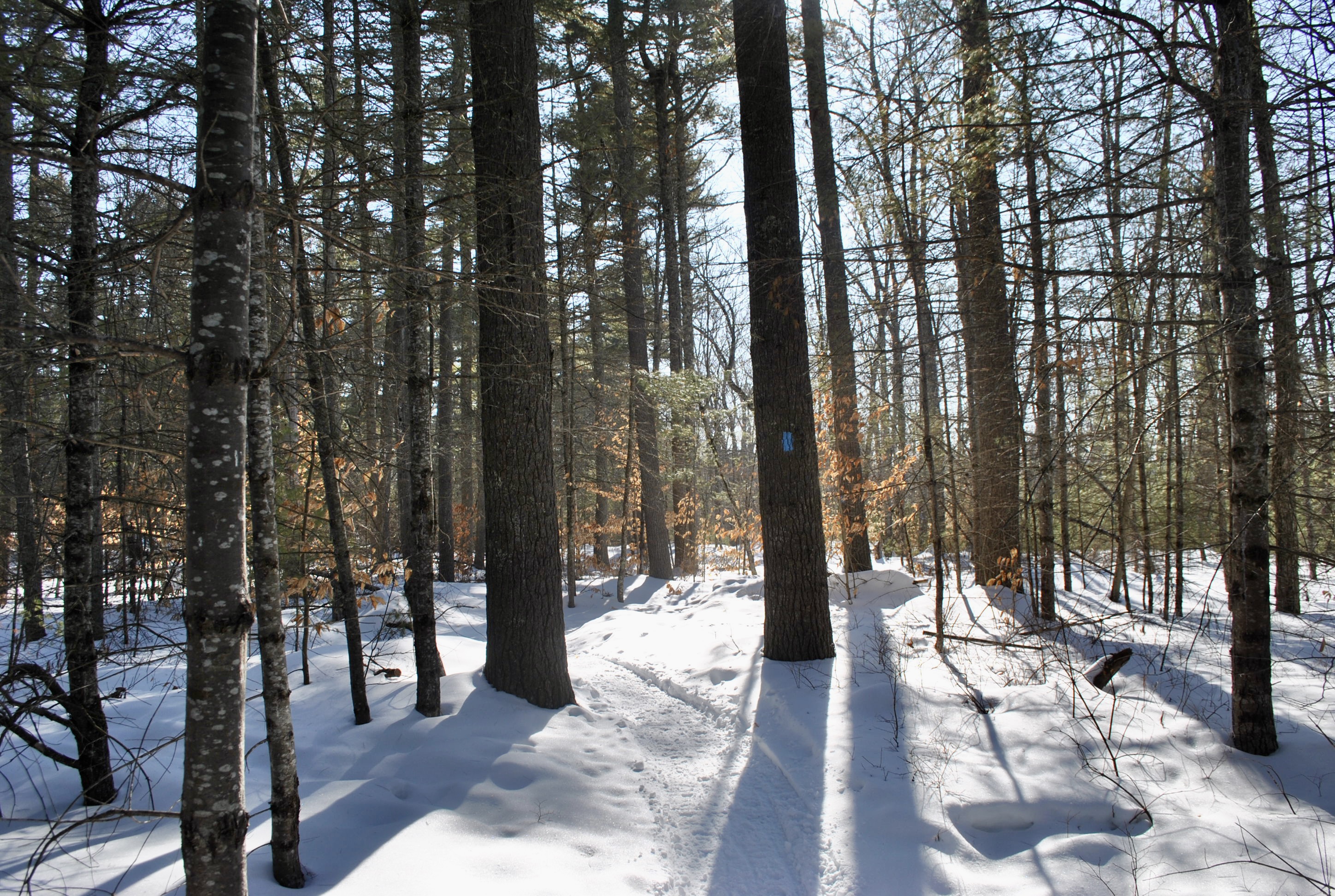 Things to Do With Kids on March 20 Near Sebago Lake| School In-Service Day