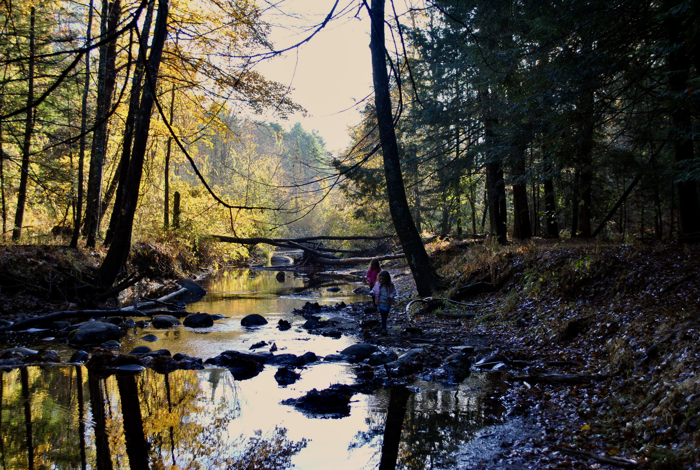 Best Family-Friendly Trails in Westbrook, Maine (Easy Walks & Scenic Hikes)