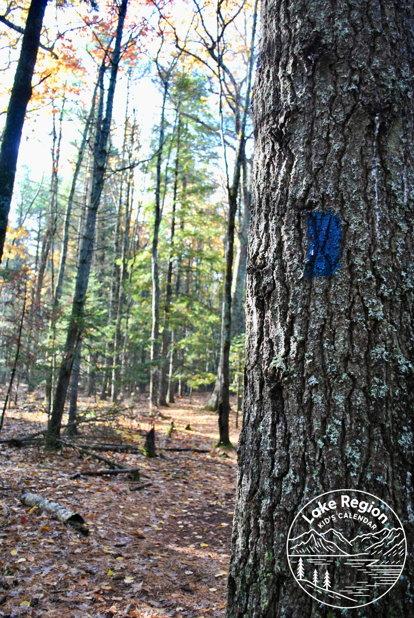 Mill Brook Preserve South – Westbrook, ME