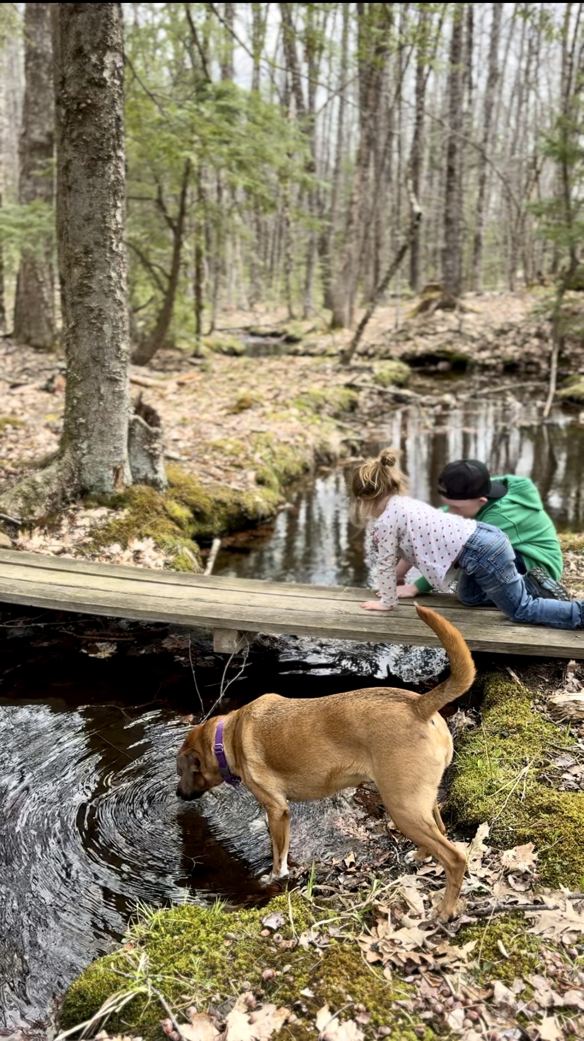 Family Friendly Trails in Hollis, ME