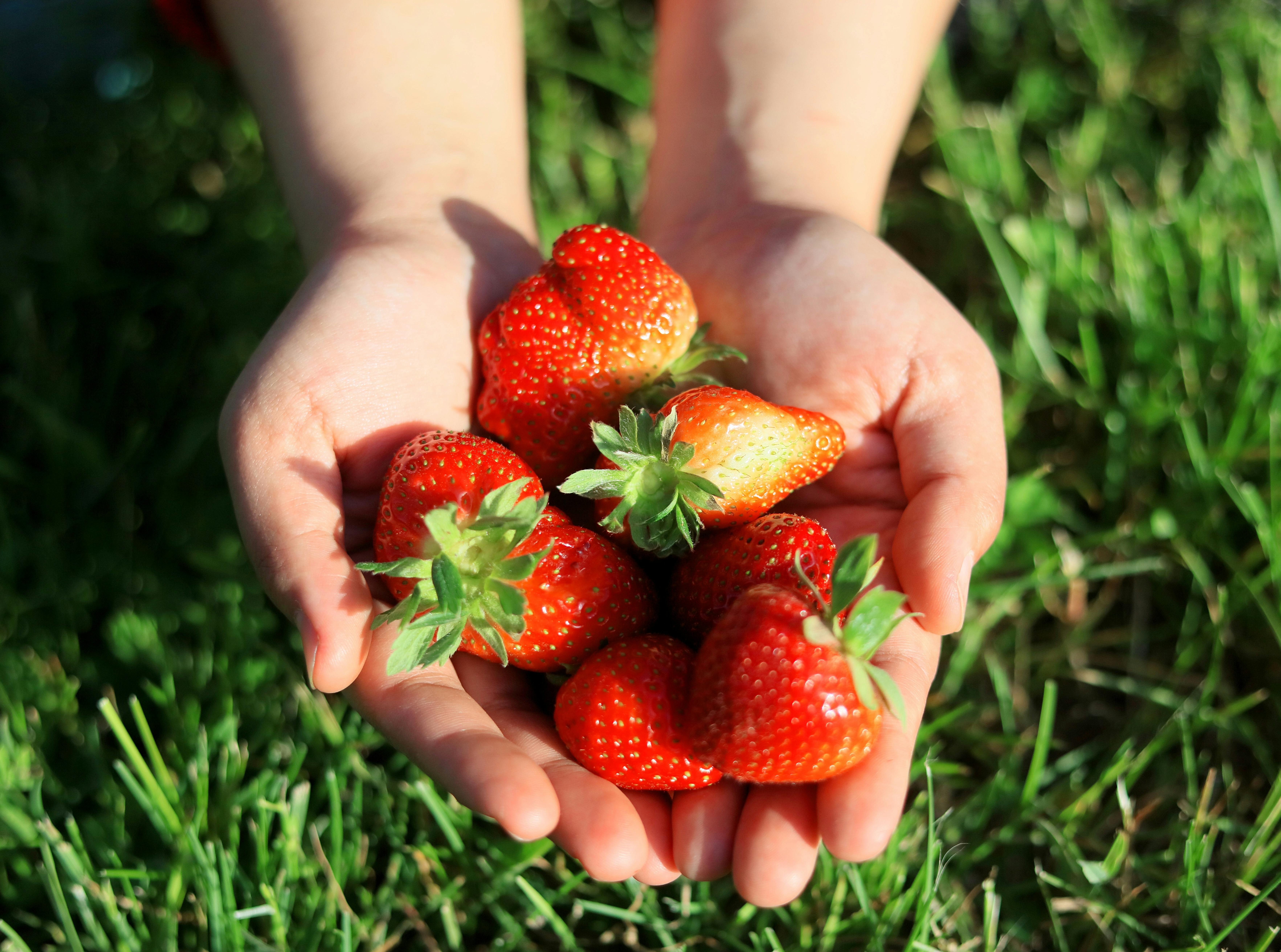Where to Pick Strawberries Near Sebago Lake