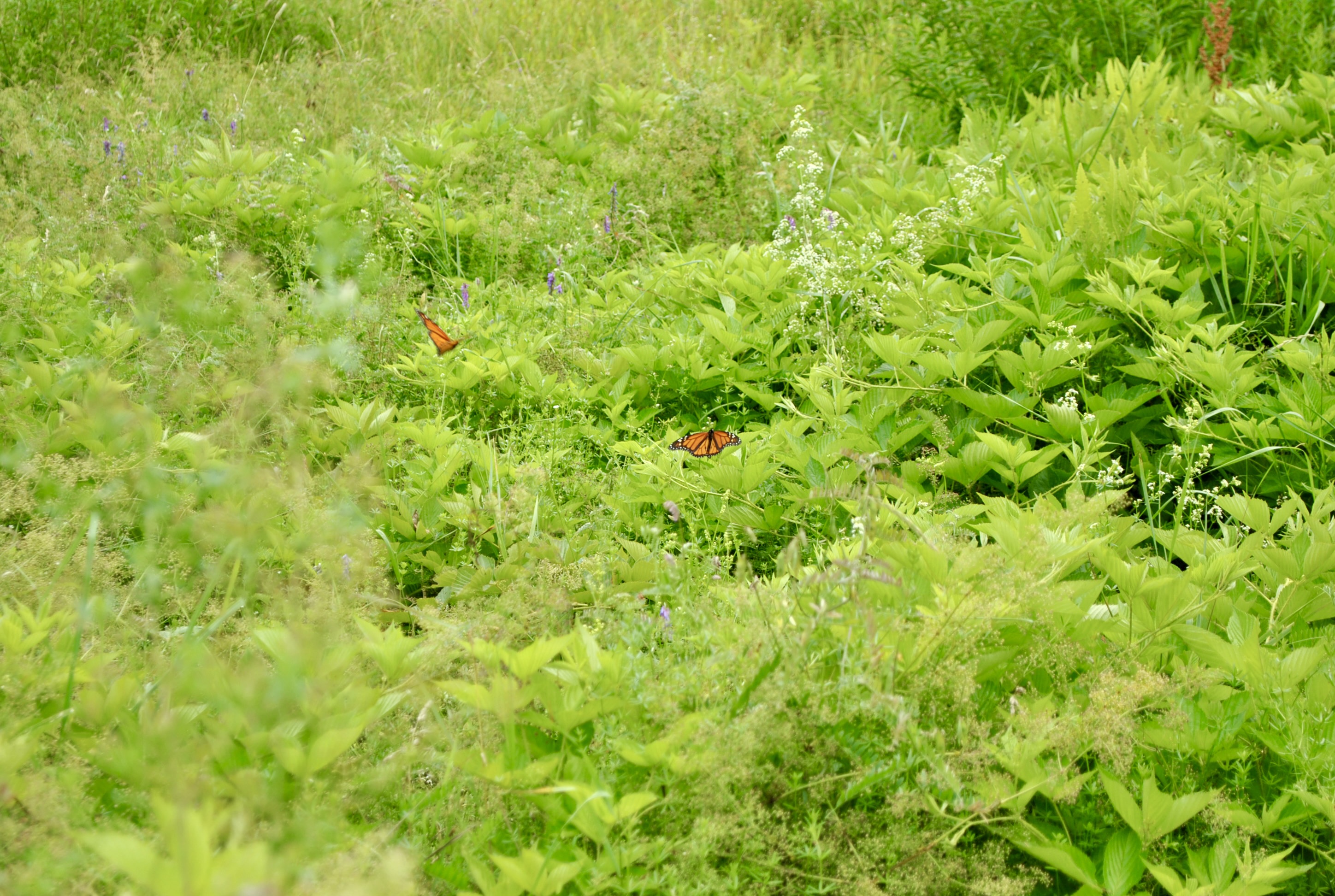 Where to Find Monarch Caterpillars Near Sebago Lake